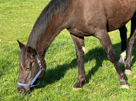 15.3HH Trakehner Warmblood Mare