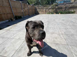Female cane corso pup