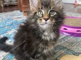 Tica registered Maine coon kitten