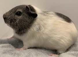 Baby female guinea pig