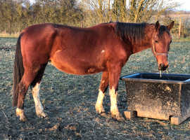 14.3hh 7 year old TB/sportshorse type broodmare FOR SALE