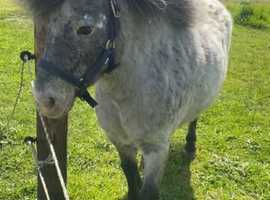 Absolutely Gorgeous Blue Roan Blanket Spotted Shetland Pony