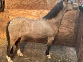 Section A filly