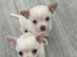 2 beautiful chihuahua boys