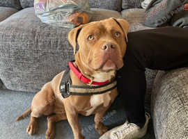 Ruby (American Bully)