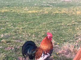 Pekin x  bantams