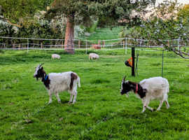 Registered Bagot Goat Nanny & Wether 12 Months Old