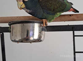 MALE WHITE CROWNED PIONUS FOR SALE