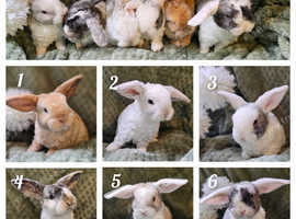 Mini Plush Lop Baby Rabbits