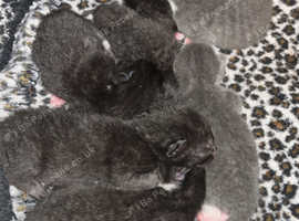 Kittens