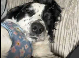 Black and white Spaniel