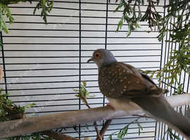 Diamond doves