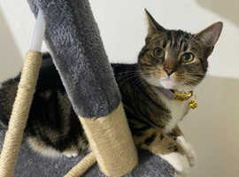 REWARD whoever finds her, Tabby Domestic Shorthair, lost in READING (Elm Park Road) o Wednesday 28th Feb.