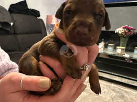 Ten adorable Doberman puppies for sale