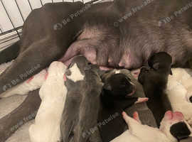 Cane corso (full pedigree, champion bloodline)x big staff