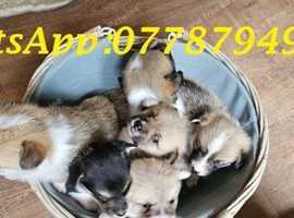 Gorgeous Corgi puppies looking for their forever home
