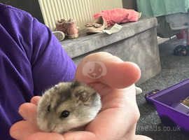Russian dwarf hamsters