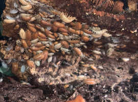 Orange and tropical grey Isopods woodlice for Sale - £2 for 10