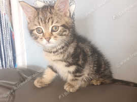 Persian x kitten's for sale.  1 male kittens left now