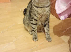 Female cat for rehoming ASAP