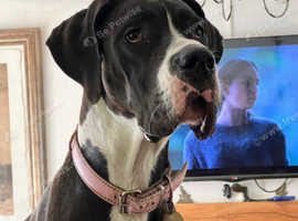 Superb Home bred Health Tested KC Dane pups