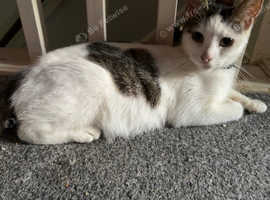 Female tabby for adoption