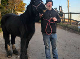 Cob filly raising 3