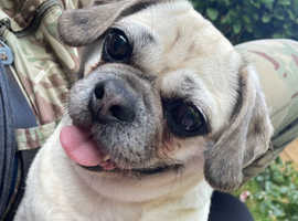Puggle looking for a new home