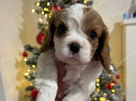 Cavalier puppies best sale for sale