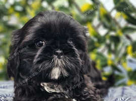 Shih Tzu (Last boy)