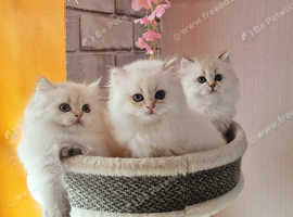 British longhair, blue eyes, registed kittens