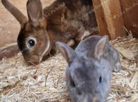 BABY MINI REX RABBITS READY SOON