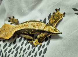 2 year old female Crested gecko