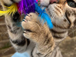Superb wild looking rare polydactyl Keetso kitten
