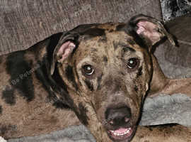 Saluki bull