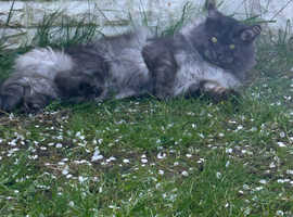 Maine Coon Stud duties GCCF &TICA registered