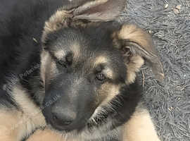 Big chunky Bungo the bear gsd puppy