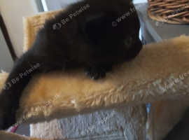 Male black kitten ready for his home