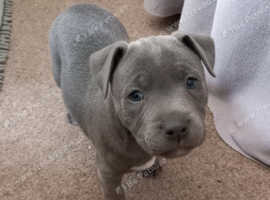 5 Staffordshire bull terrier puppies