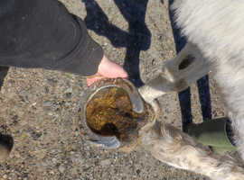 16.2hh 20yr old mare