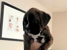 1 brindle girl KC registered boxer puppy