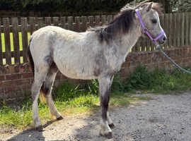 Yearling welsh a filly
