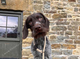Lovely young pointer bitch