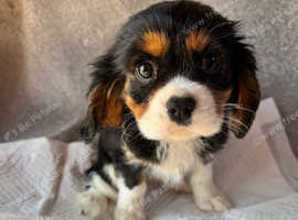 King Charles cavalier puppy's