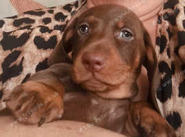 Miniature Dachshund Chocolate and TanDog Puppy