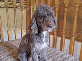 Miniature Poodle Girl,  5 years old