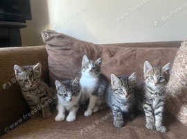 5 fluffy kittens