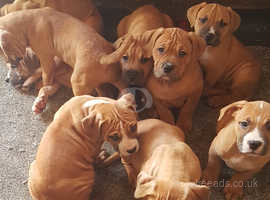 8 Presa Canario Pups Available Now...6 Big Boys & 2 Cute Girls