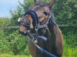 2 Geldings looking for livery