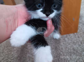Kitten 6 weeks